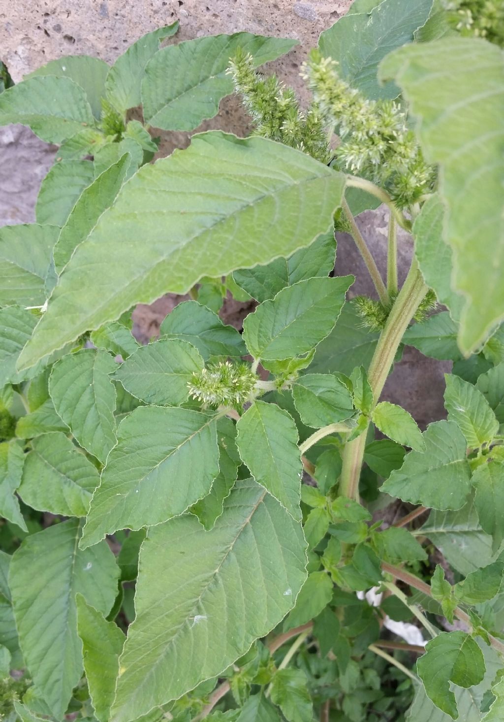 Amaranthus retroflexus?